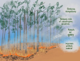 Benefits Of Rxfire